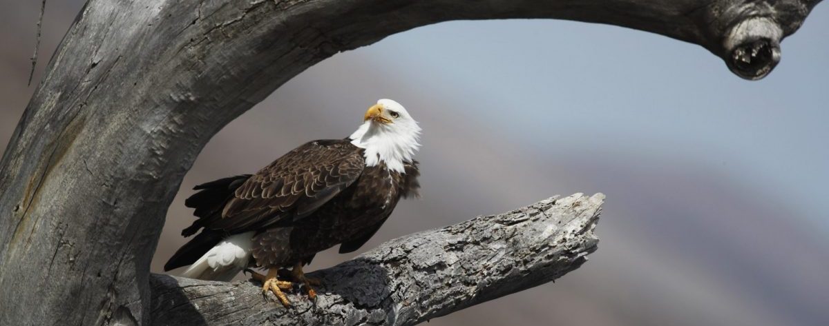 Modelling Potential Habitats for Bald Eagles in Response to Climate ...