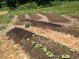 The left portion of the garden beds were freshly planted with bush beans