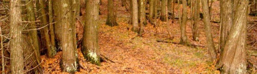 A footpath through tall cedar trees