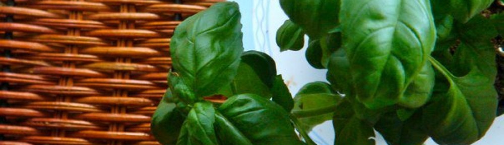 A thriving potted basil plant.