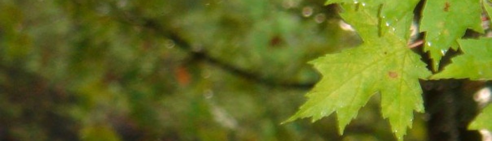 A bright green maple leaf on a blurred background of green leaves