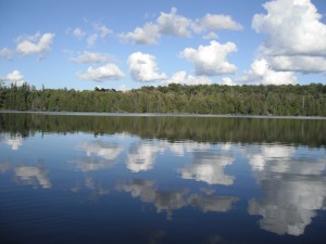 A treeline at the edge of a lake