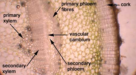 labeling primary growth structures ground tissue