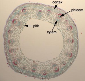 Stems | Biology 343 – Plants and People