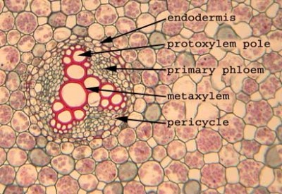 Roots | Biology 343 – Plants and People