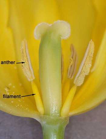 3floralvar-Tulip close up pistil stamens
