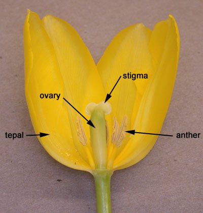 3floralvar-Tulip flower parts