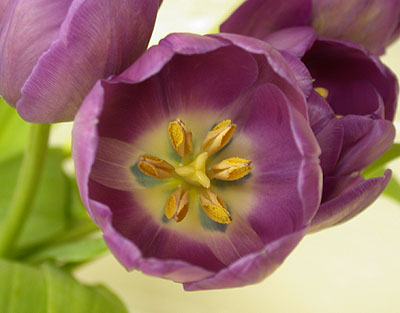 3floralvar-Tulip from top