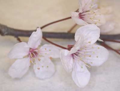 3floralvar-cherry tree branch in flower