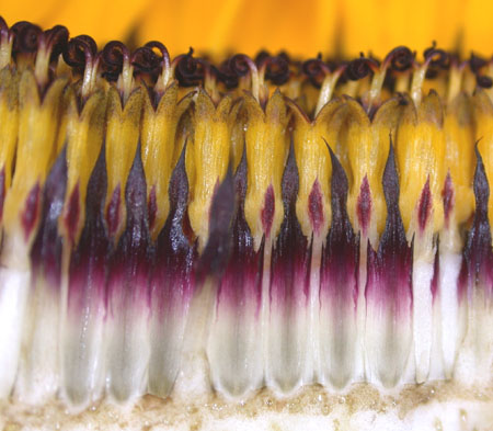 3floralvar-close up of disk flower sunflower
