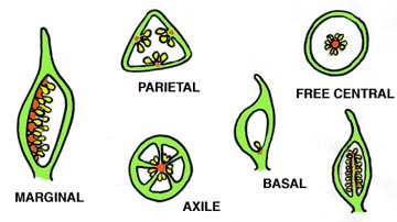3floralvar-placentation types