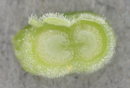 3floralvar-snapdragon ovary