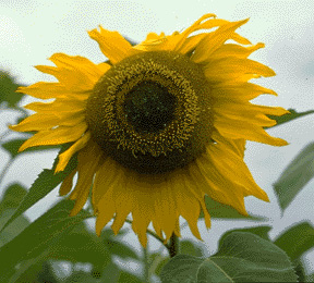 3floralvar-sunflower inflorescence