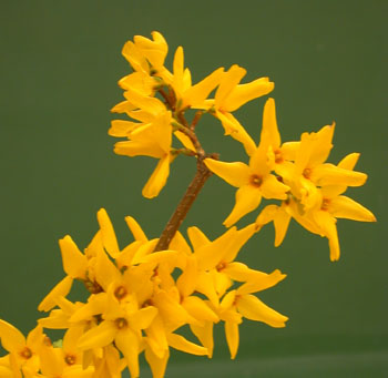 3structure-Forsythiaflowers