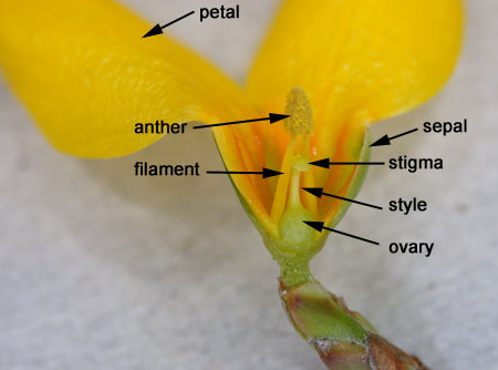 3structure-longitudinalsectionforsythiaflower