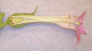 Nicotiana flower, longitudinal section