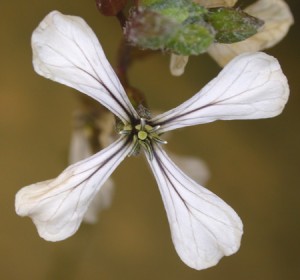 Arugula Flower, Front View