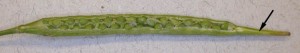 Longitudinal Section Through a Brassica Fruit
