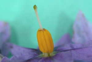 chilean potatl flower, side view