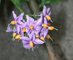 Chilean potato vine flower
