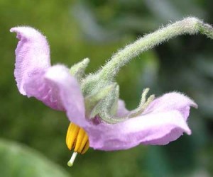 Flower of an eggplant