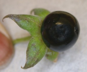 Belladonna fruit