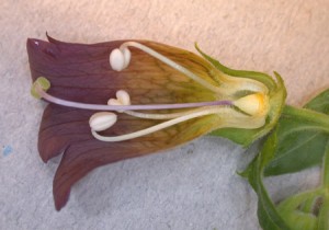 Belladonna flower, longitudinal section