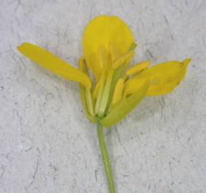 Longitudinal Section Through a Mustard Flower