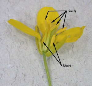 Longitudinal Section Through a Mustard Flower 