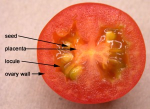 Tomato fruit, cross section