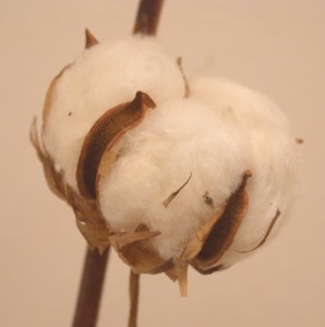 Cotton Plant with Mature Seeds