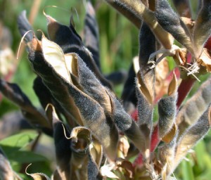 Dry and Twisted Legumes
