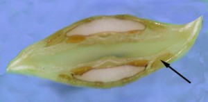 Longitudinal Section of Cow Parsnip Fruit