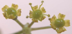 Foeniculum vulgare flowers
