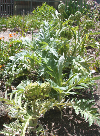 Artichoke Plant