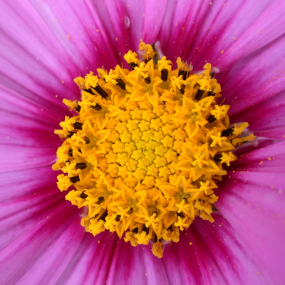 Cosmos Inflorescence, Close Up
