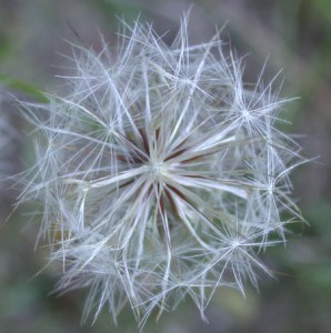 Dandelion, Mature Inflorescence 