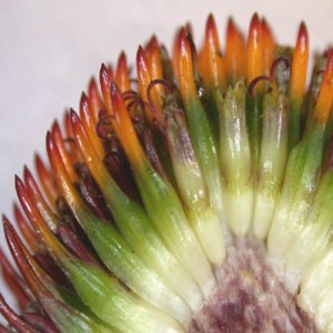 Longitudinal Section Through an Echinacea