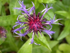 Knapweed Inflorescence, Petals Lost