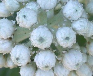 Pearly-Everlasting Inflorescence, Close Up