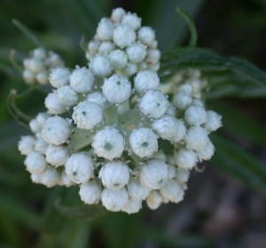 Pearly-Everlasting Inflorescence