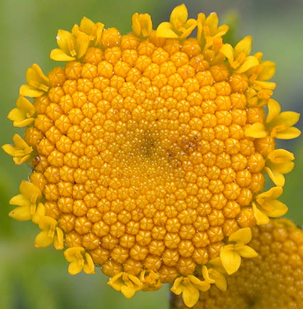 Rayless Head of a Tansy Inflorescence