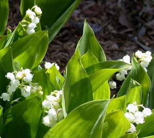 Lily of the Valley