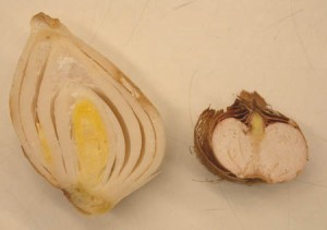 Bulbs and Corms, Longitudinal Section