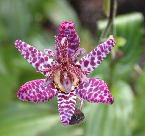 Toad Lily