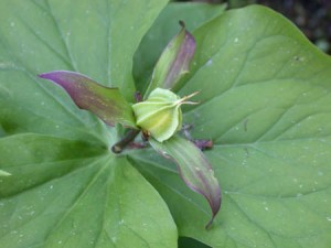 Trillium, Developing Fruit