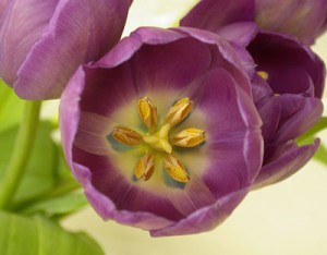 Tulip