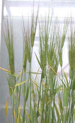 Hordeum vulgare, Barley Plant