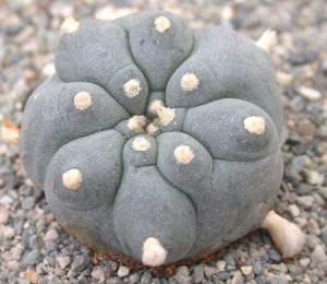 Peyote Cactus (Lophophora williamsonii)