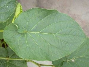 Kava Leaf